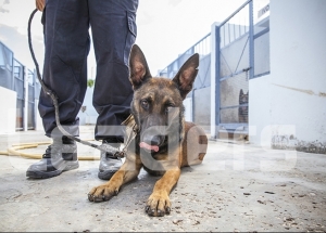 Brigades canines tunisiennes