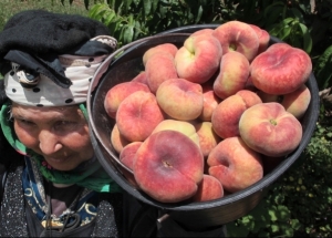 Pêche plate : fraîcheur d’été, «Paraguaya» en espagnol, en arabe «بـوطبڤايــة»