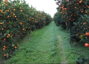 Agrumes - Une bonne saison se confirme: Une croissance de 26%