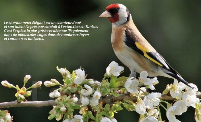 Ces merveilleux oiseaux à observer...à protéger