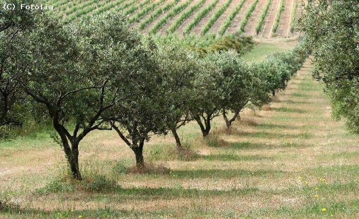  Al Karama: L’exploitation de deux fermes agricoles confisquées, mise en cession