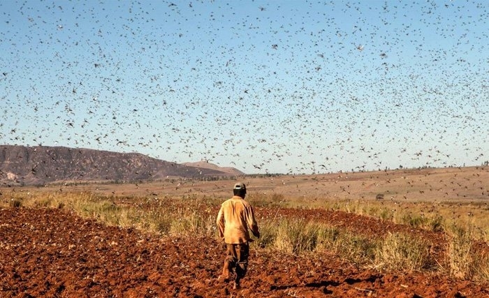 توضيح من وزارة الفلاحة بعد التخوّف من انتشار الجراد في الجنوب التونسي  