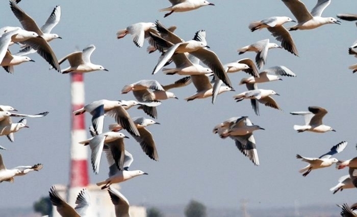 Sel et oiseaux : une exposition inédite à l’Agora, La Marsa