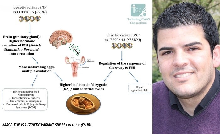 Découverte de la cause génétique de jumeaux fraternels et lien avec la fertilité