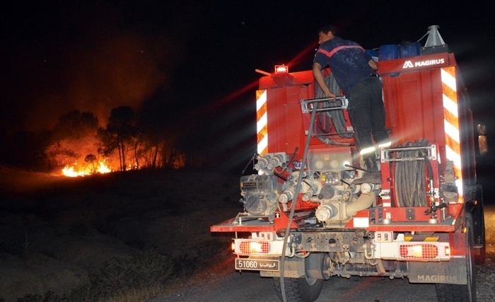 Feu de forêt en Tunisie: Une catastrophe écologique, culturelle et humaine 