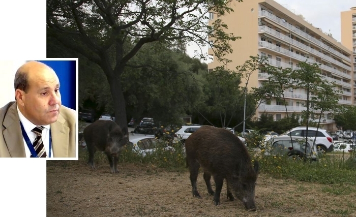 Ouajdi Souilem: L’incursion des sangliers dans les zones urbaines : entre l’imaginaire et le réel