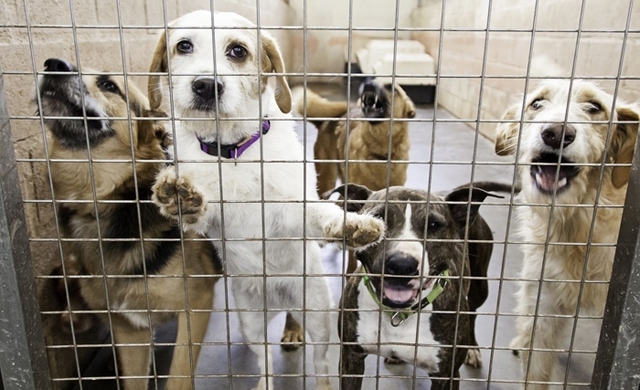 L’affaire des chiens errants à Djerba : A  qui profite le crime ?