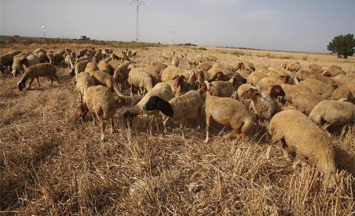 عبد السّلام القّلال : الحقائق التاريخيّـة عبـــــــر الحوارات التلفزيّــــــــة
