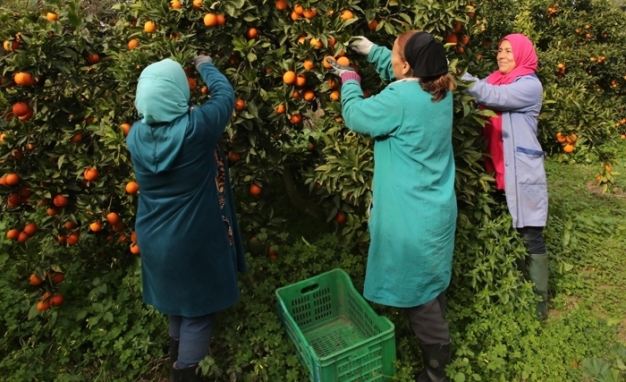 الإصلاح بين عبقريّة الخبير الكبير وفطرة المواطن البسيط