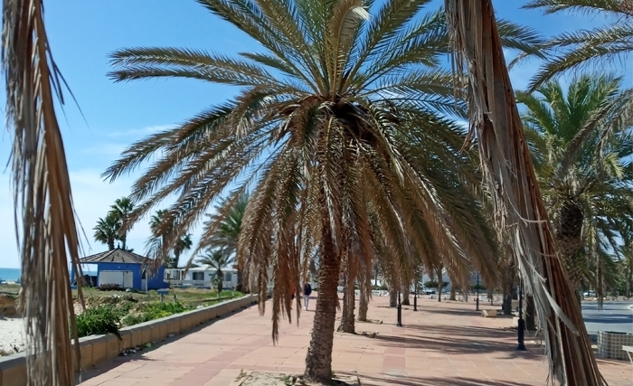 رأفة بنخيل الحمّامات الجنوبية
