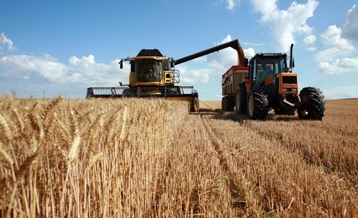 Tunisie : Production et collecte des céréales