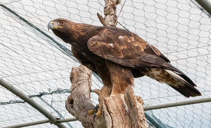 Symbole de la lutte contre le braconnage et de la réhabilitation réussie: l'aigle "Watan" va enfin s’envoler libre