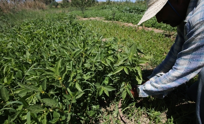 Les coopératives pour revitaliser nos campagnes et améliorer la production agricole