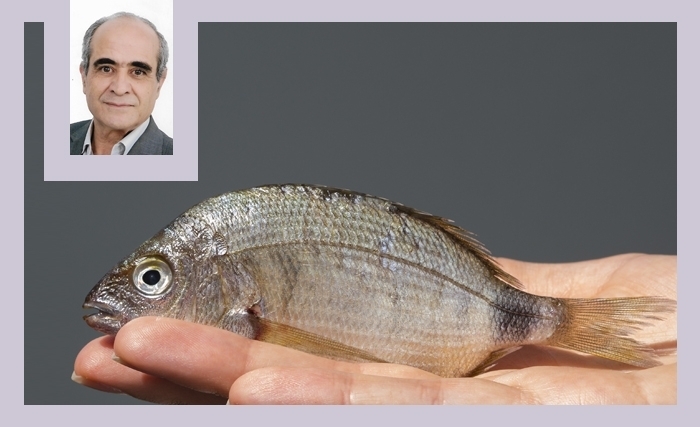 Le pataclet ou sbares: Un délicieux poisson de printemps Le pataclet ou sbares: Un délicieux poisson de printemps