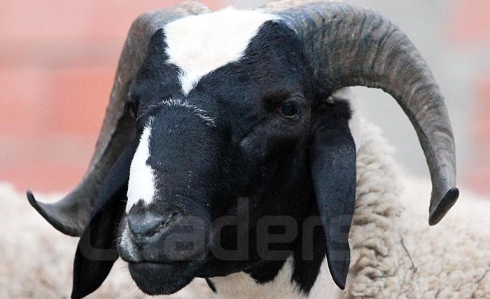 Ridha Bergaoui : Le paradoxe du mouton de l’Aïd Ridha Bergaoui : Le paradoxe du mouton de l’Aïd