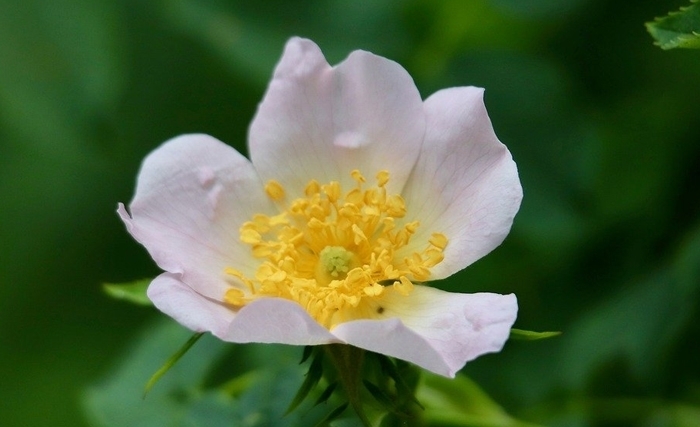 L’églantine: Une petite rose, beaucoup de bienfaits et une véritable richesse pour la région de Zaghouan L’églantine: Une petite rose, beaucoup de bienfaits et une véritable richesse pour la région de Zaghouan
