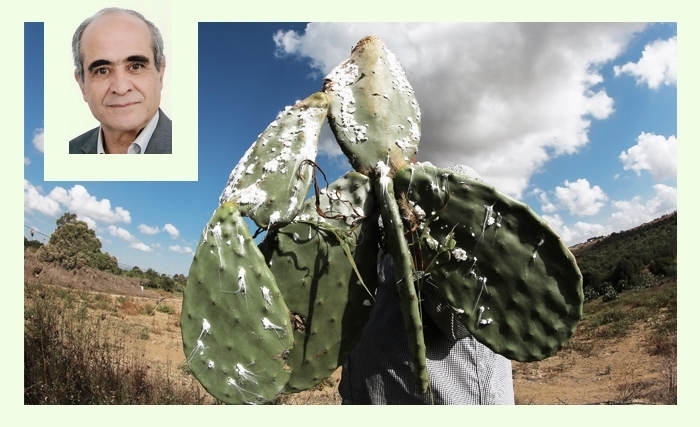 La cochenille du cactus en Tunisie: un ennemi redoutable et une menace persistante La cochenille du cactus en Tunisie: un ennemi redoutable et une menace persistante