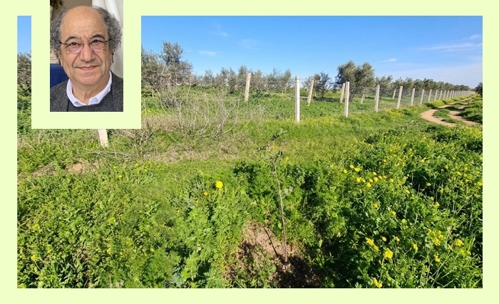 Tahar Bekri: Arbre sur la terre
