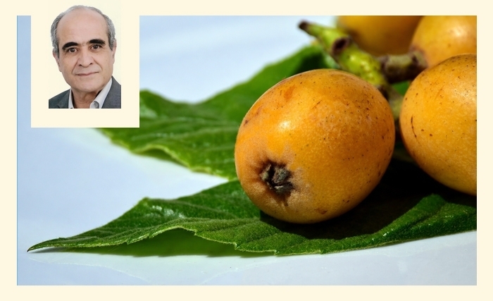 Ridha Bergaoui: La nèfle, un fruit peu connu, qui cache de nombreux atouts