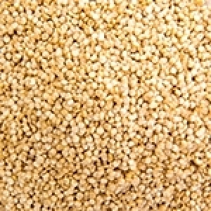 Ridha Bergaoui: Le quinoa, une culture très ancienne et un aliment santé contemporain et d’avenir