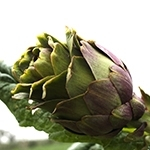 L’artichaut en Tunisie: une filière qui a besoin de se renouveler (Album photos)