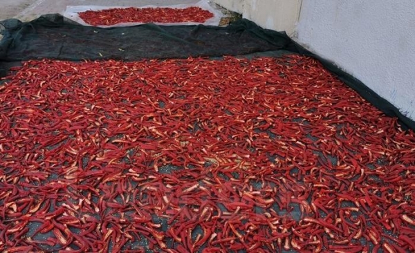 Nabeul célèbre la harissa dans toutes ses vertus (Album photos)
