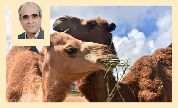 Ridha Bergaoui: Le dromadaire, un précieux allié contre le réchauffement climatique