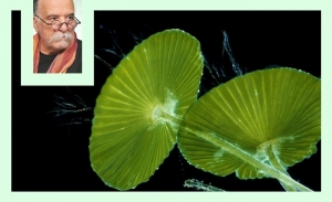 Acétabularia, joyau unicellulaire des îles Kerkennah: de la biologie marine à la pédagogie scientifique