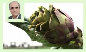 L’artichaut en Tunisie: une filière qui a besoin de se renouveler (Album photos)